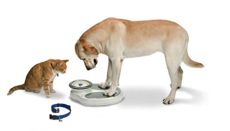 Cani e gatti in sovrappeso?